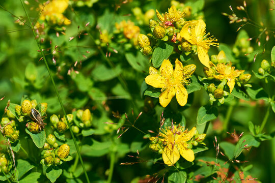Echtes Johanniskraut (Hypericum perforatum)