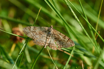 Wellenlinien-Rindenspanner (Alcis repandata)