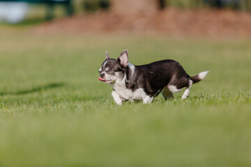 Obraz na płótnie Canvas Cute chihuahua dog on green grass
