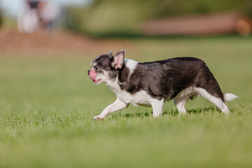 Naklejka na ściany i meble Cute chihuahua dog on green grass