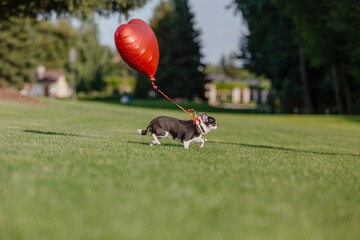 Cute Chihuahua dog with balloons