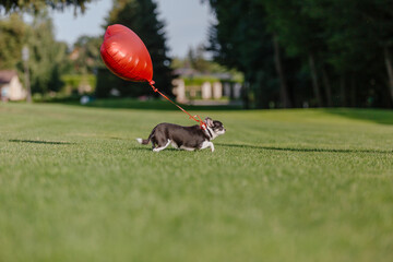 Cute Chihuahua dog with balloons