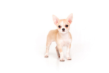 Chihuahua puppy isolated on white background