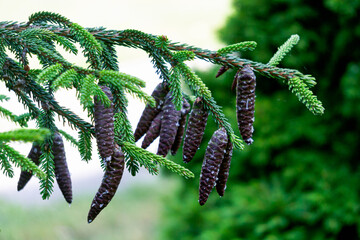 Beautiful young brown cones on a spruce branch.