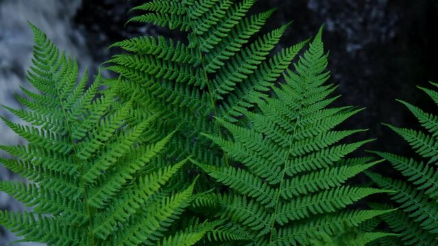 Green fern leaves close-up swaying in wind against background of stormy mountain river. Summer seasonal tropical forest plant. 4K slow motion footage. Karelia Russia.