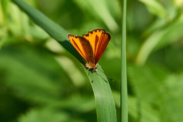  Dukatenfalter (Lycaena virgaureae) Männchen