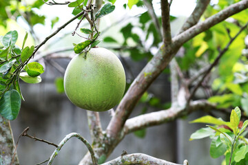 green pomelo in rainseason