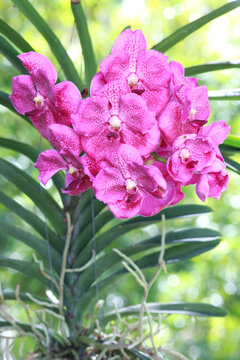 purple vanda orchid in garden