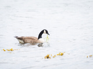 Fototapeta premium Canadian goose eating sea grass at baltic sea