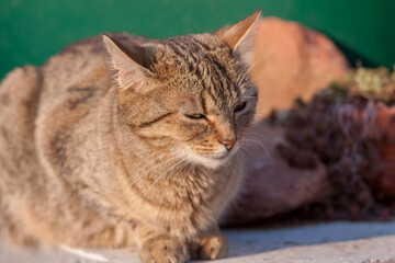 Obraz premium Hauskatze (Felis silvestris catus)