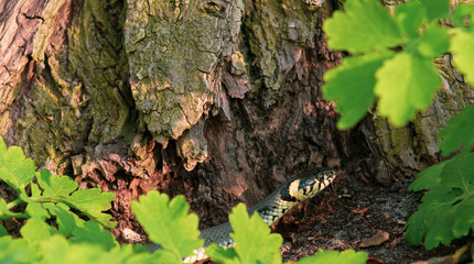 Snake crawling in the grass