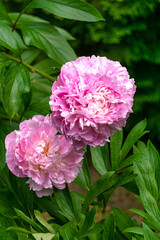 Beautiful double pink peony flowers in the garden.