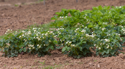 Fototapeta na wymiar Blühende Erdbeerpflanzen (Fragaria)