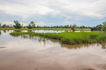a beautiful landscape with rice fields and trees somewhere in Isaan in the east of Thailand Asia 