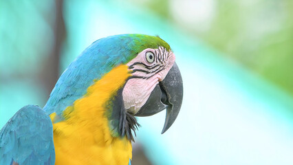 The blue parrots in the forest looks very beautiful.