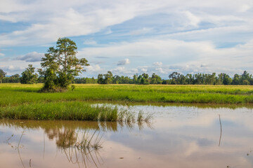 a beautiful landscape with rice fields and trees somewhere in Isaan in the east of Thailand Asia 