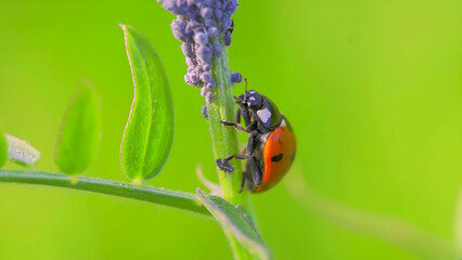 This is a photo of a ladybug on a green leaf stalk