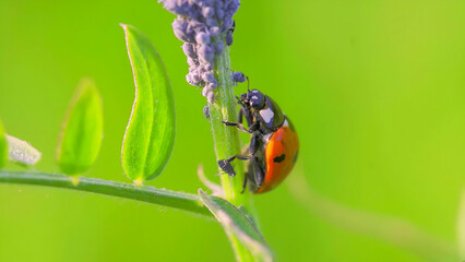 This is a photo of a ladybug on a green leaf stalk