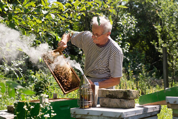 Senior beekeeper working with bees in apiary in summer - obrazy, fototapety, plakaty