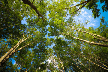 Looking up at the sky from the middle of a rubber plantation shining in the blue sky background 