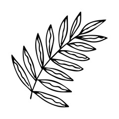 hand drawn doodle plant element for floral design concept