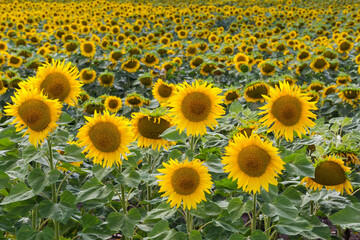 Blooming sunflowers on field against the rest of the field