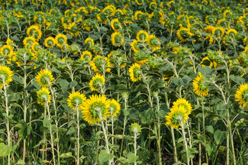 Fragment of field of the blossom sunflowers