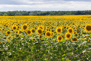Sunflowers field edge against the cloudy sky and distant forest