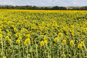 Sunflowers field against the sky and distant trees