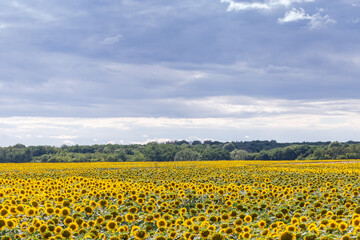 Fototapeta premium Sunflowers field against the cloudy sky and distant forest