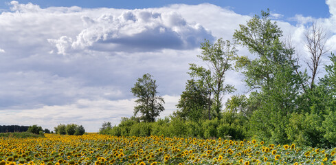 Sunflowers field among the forest patches against the cloudy sky