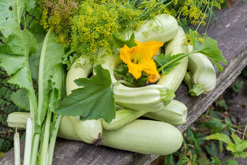 Freshly harvested long vegetable marrows and leaf vegetables