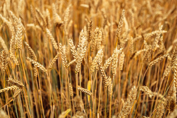 Close up wheat field. Gold yellow wheat cereal waving trembling in the wind, grain harvest ripens in the sunny summer. Spikelets shaking sway outside. Agriculture industry business concept
