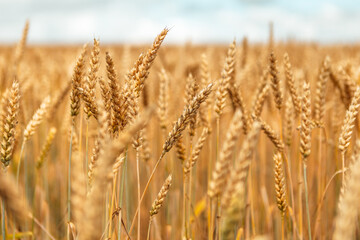 Close up wheat field. Gold yellow wheat cereal waving trembling in the wind, grain harvest ripens in the sunny summer. Spikelets shaking sway outside. Agriculture industry business concept
