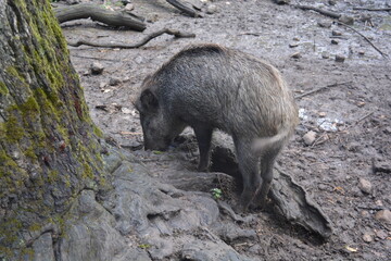 Wildschwein im Schlamm