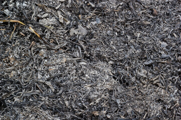 Ashes texture background. Wood ash in fireplace. Defocused charcoal cinder textured. Close up. Pile...