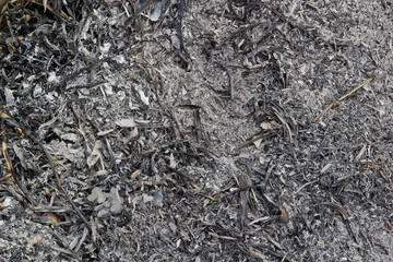Ashes texture background. Wood ash in fireplace. Defocused charcoal cinder textured. Close up. Pile of ash charcoal after fire.black natural background texture