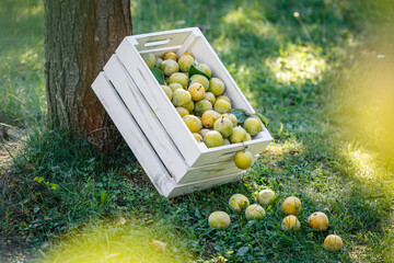 Harvested ripe greengage in garden. Green plums in wooden crate