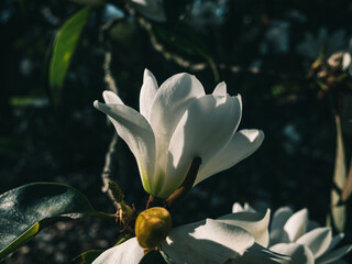 Close up of a magnolia flower © Thanh