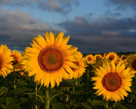 Sunflower inflorescences against a cloudy sky