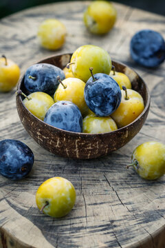 Greengage and blue plum in bowl. Harvested homegrown ripe fruits
