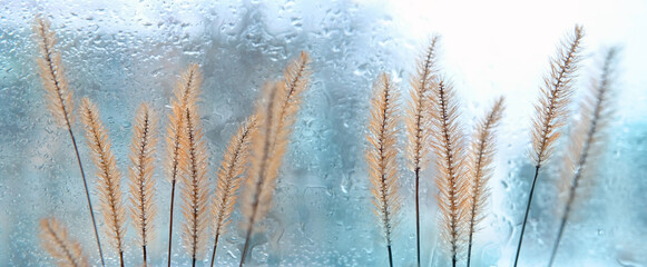 dry fluffy grass against glass window in rainy day. texture of raindrops on wet window blurred...