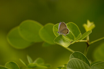 Plains Cupid butterfly resting on leaf
