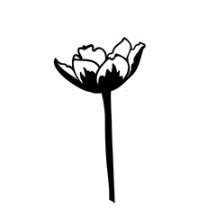 A hand-drawn open tulip icon in black and white