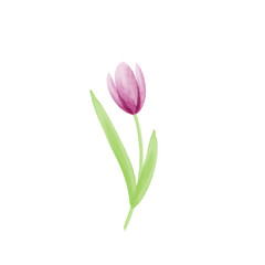 A watercolor pink tulip illustration