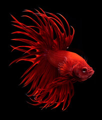 Beautiful movement of Red Crowntail betta fish, Fancy Halfmoon Betta, The moving moment beautiful...