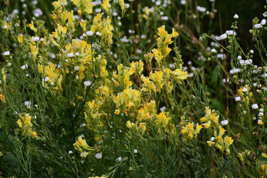 Blooming herbaceous perennial plant common toadflax (Linaria vulgaris)