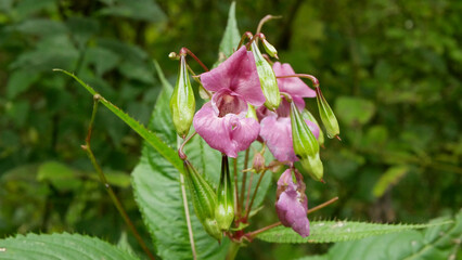 Himalayan balsam invasive Impatiens glandulifera bloom flower blossom detail, expansive species...