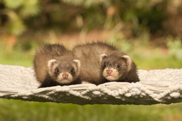Ferret baby posing for portrait in handmade hammock outdoor