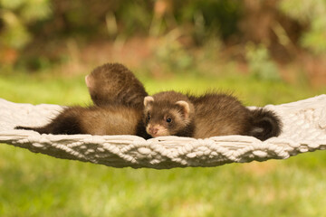 Fototapeta na wymiar Ferret baby posing for portrait in handmade hammock outdoor